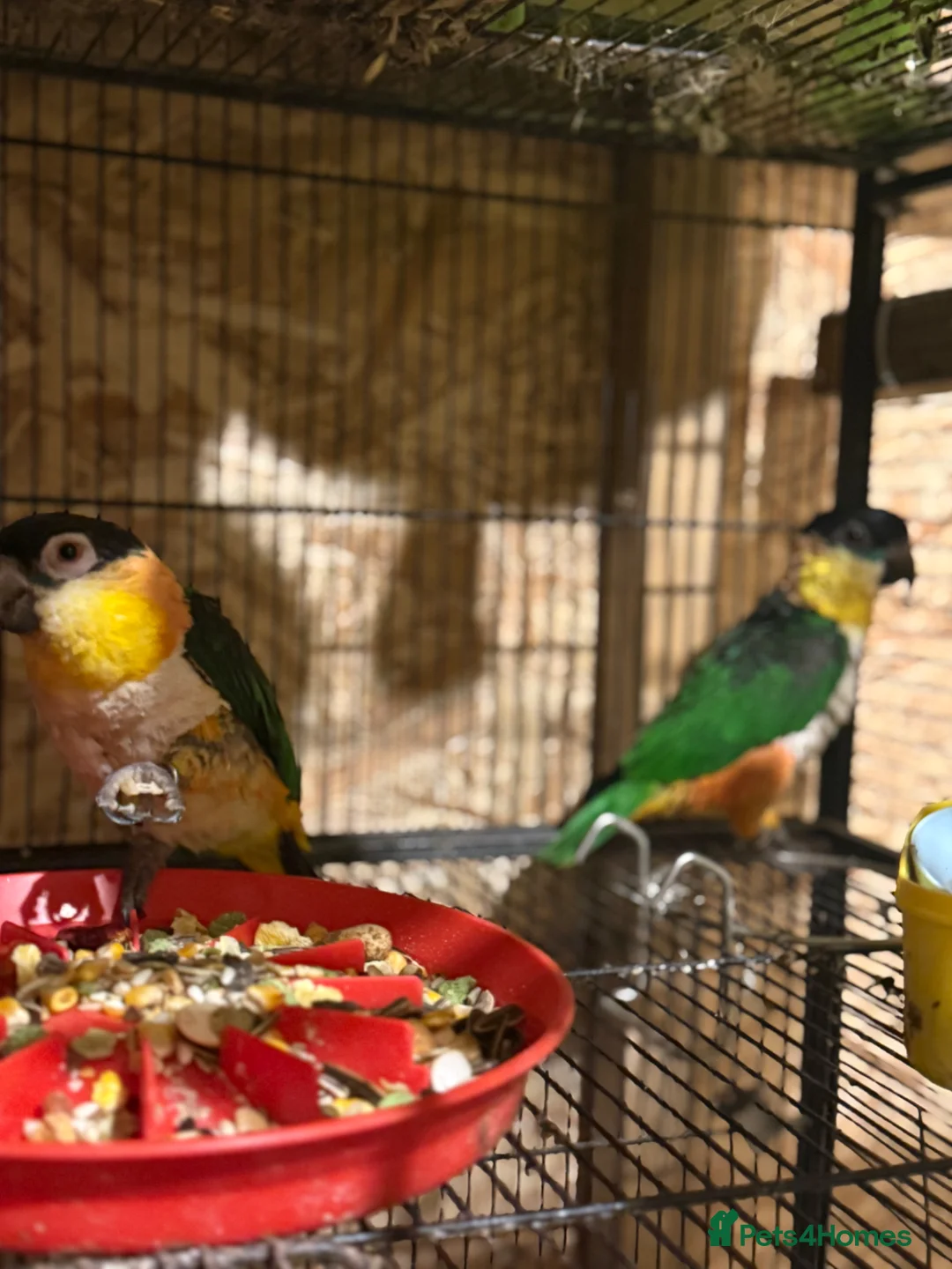 Parrots birds for sale: Head, black, Caiques parrot male & female in Leeds in Leeds - Advert 2