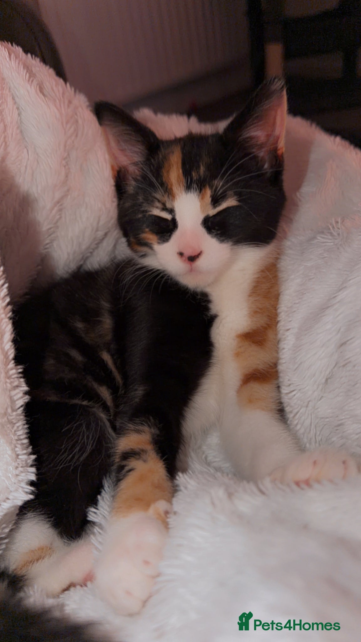 Maine Coon cats 2 stunning kittens for sale  - Advert 5