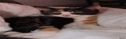 Maine Coon cats for sale: 2 stunning kittens for sale  - Advert 1