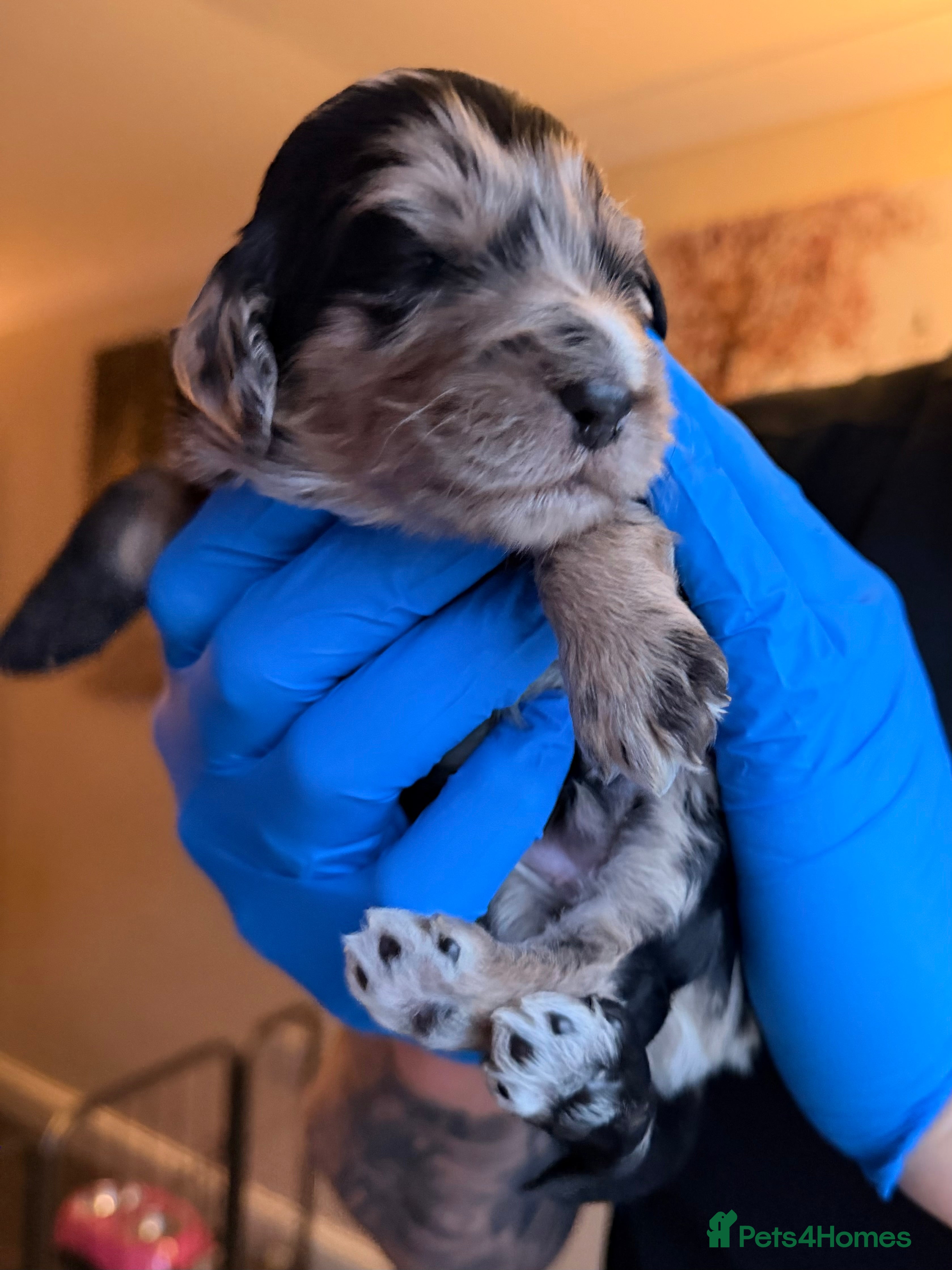 Cockapoo dogs F1 Cockapoo Puppies - Advert 6