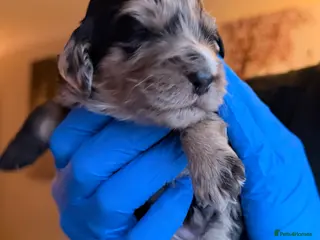 Cockapoo dogs F1 Cockapoo Puppies - Advert 6