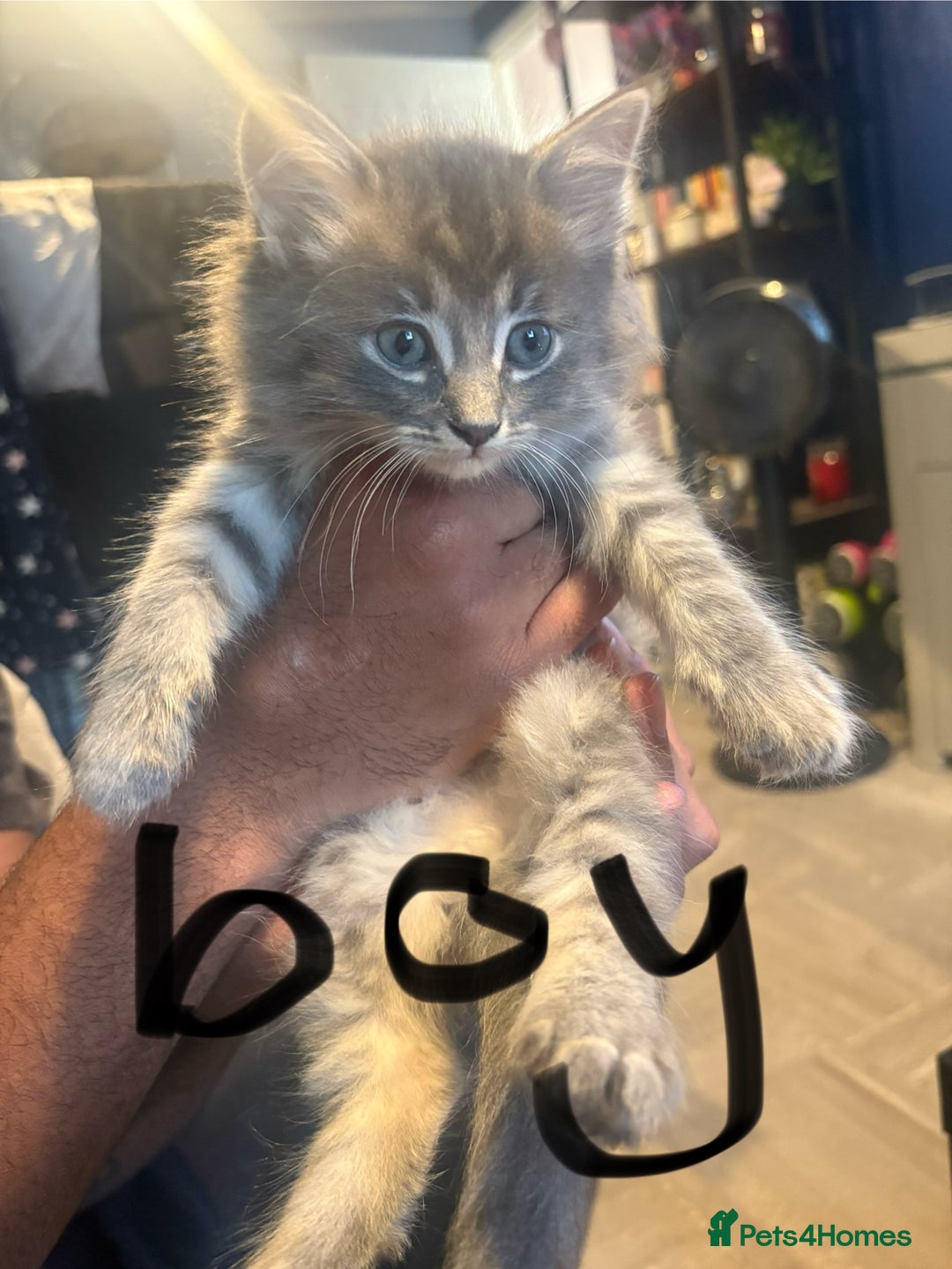 Mixed Breed cats for sale: Kittens  - Image 6