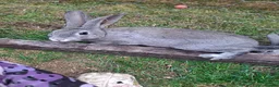 Rex rabbits for sale: Stunning chinchilla rex standard babies - Advert 4
