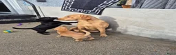 Labrador Retriever dogs for stud: Fox red labador retriever kc male( NOT FOR SALE) - Advert 3