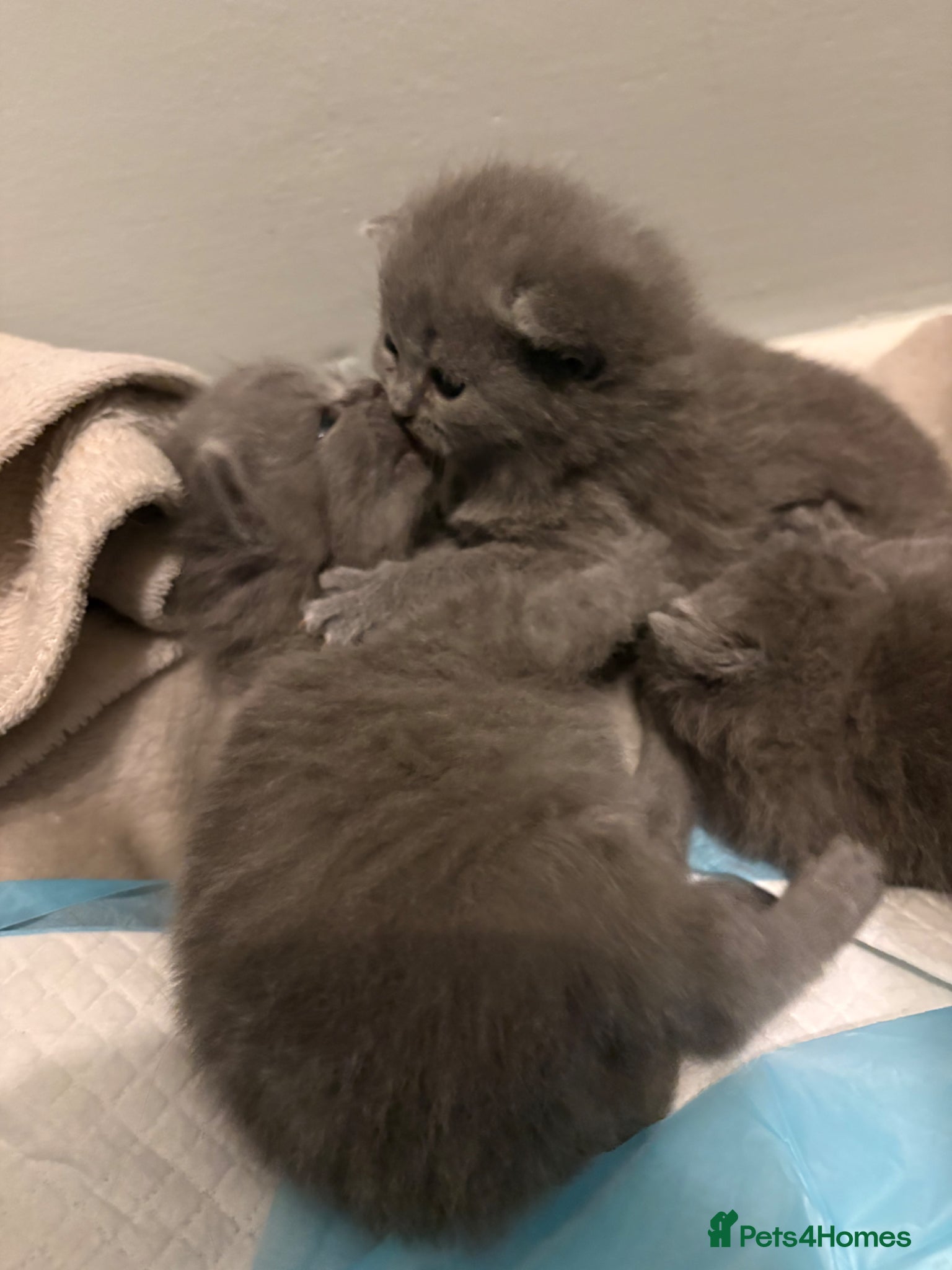 British Shorthair cats for sale: British Shorthair Kittens - Advert 5