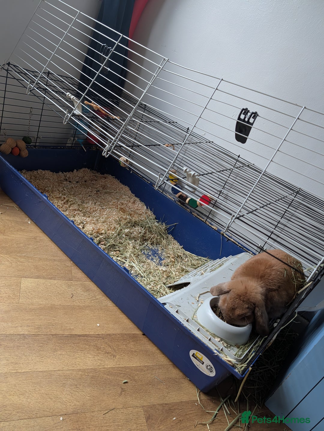 Mini Lop rabbits for sale: Mini lop ear male rabbit - Advert 4