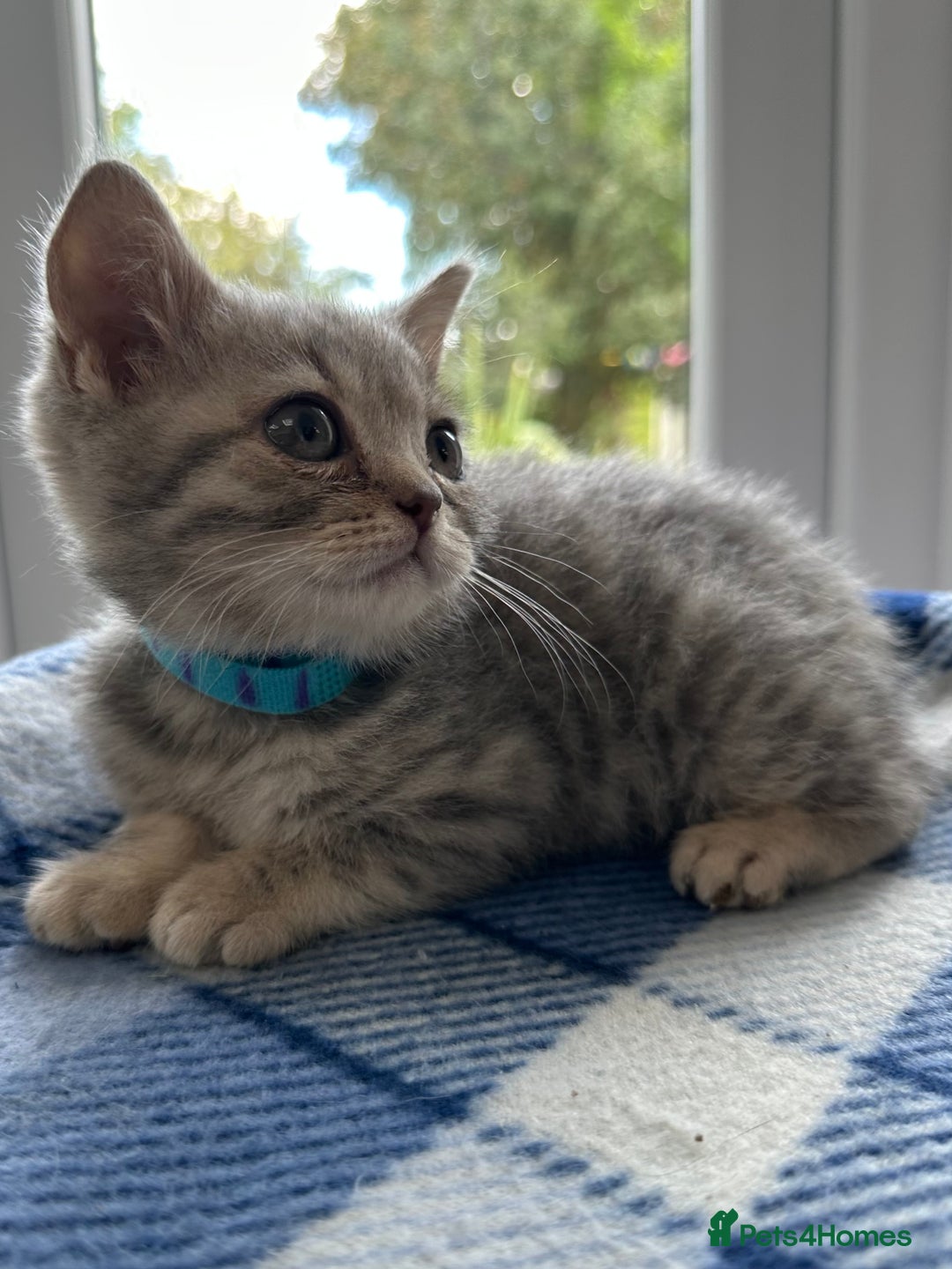 British Shorthair cats for sale: Purebred British Shorthair Grey Stripe Kittens - Image 20