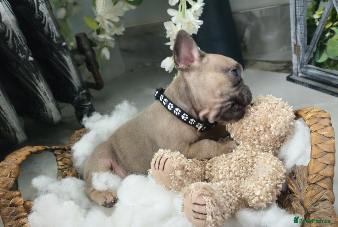 French Bulldog dogs for sale: French bulldog lilac/blue fawn  - Image 15