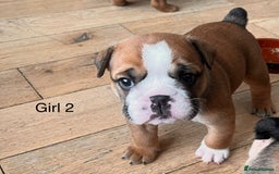 English Bulldog dogs for sale: Kc reg English bulldog puppies 🏴󠁧󠁢󠁥󠁮󠁧󠁿 - Image 29