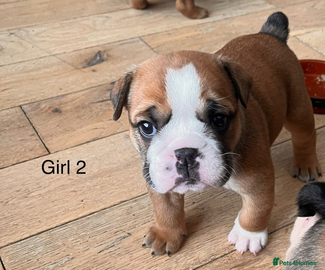 English Bulldog dogs for sale: Kc reg English bulldog puppies 🏴󠁧󠁢󠁥󠁮󠁧󠁿 - Image 29
