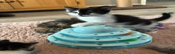 British Longhair cats for sale: 6 stunning kittens - Advert 20