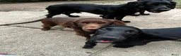 Cocker Spaniel dogs for sale: Cocker spaniel  in Newton Abbot - Advert 10