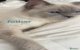 Ragdoll cats for sale: Adorable Ragdoll Kittens  - Image 11