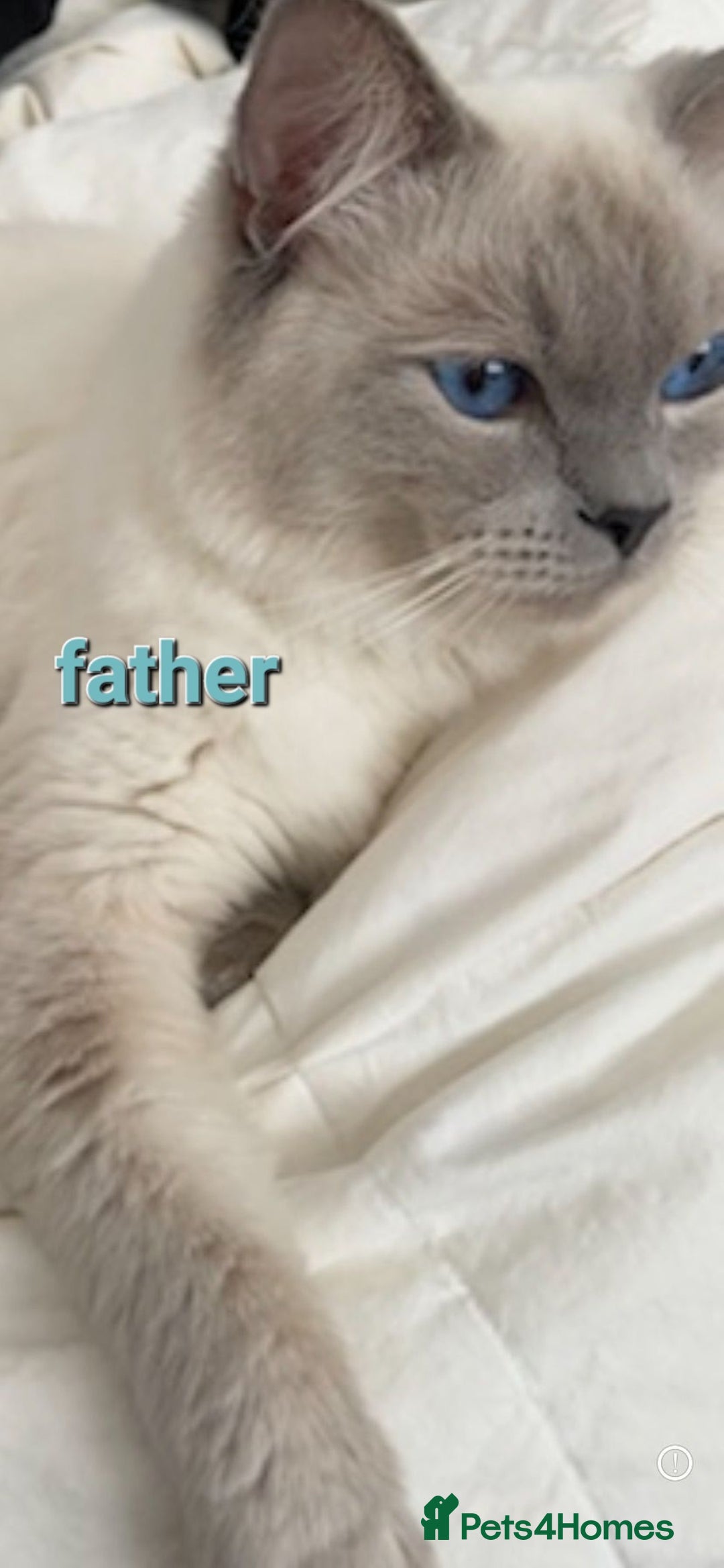 Ragdoll cats for sale: Adorable Ragdoll Kittens  - Image 11