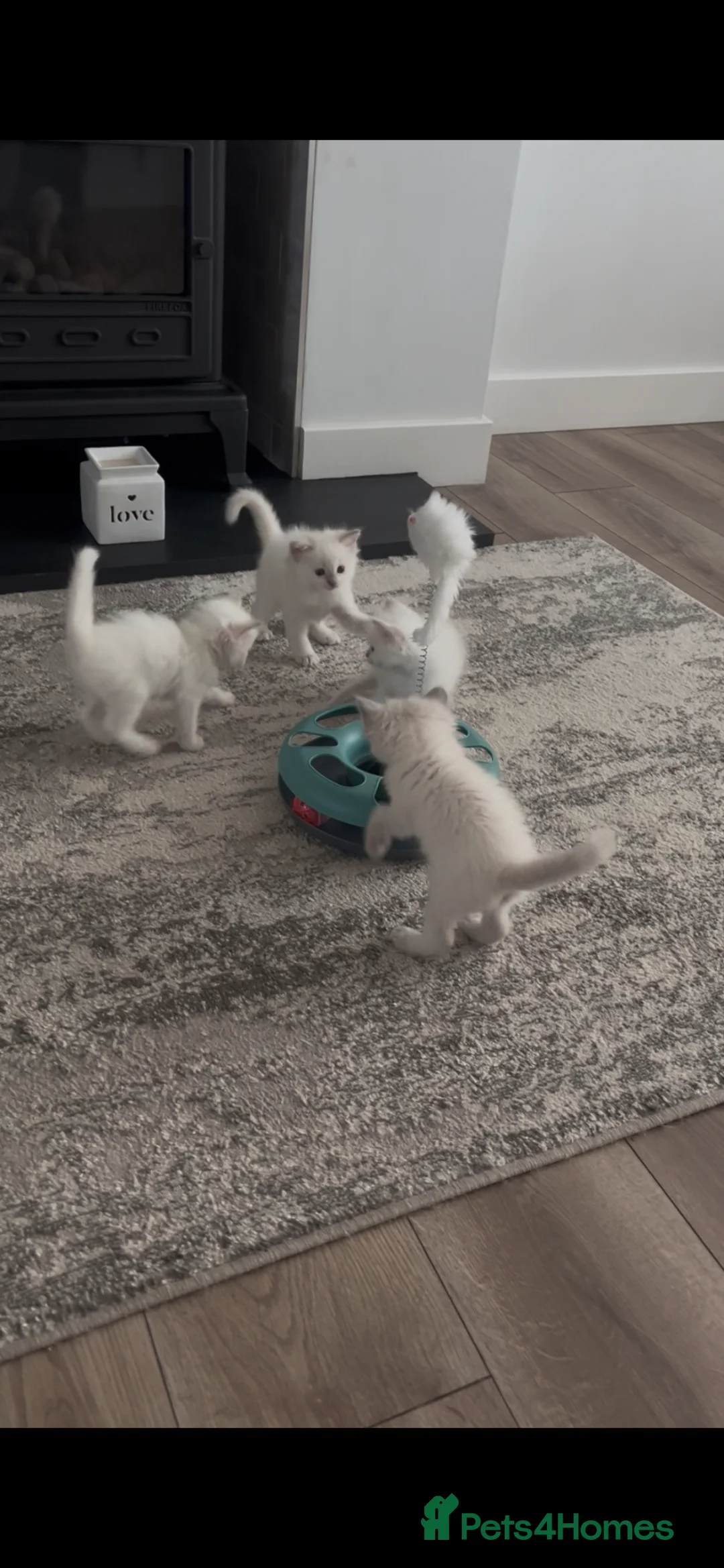 Ragdoll cats for sale: Bluepoint ragdoll crossed Lilac - Advert 5