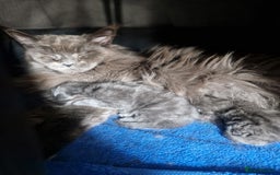 Maine Coon cats for sale: Maine coon kittens  - Image 24
