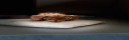 Dachshund dogs for sale: Beautiful dachshund pups - Advert 9