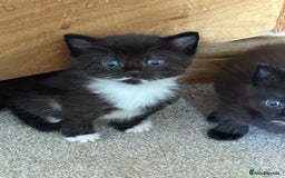 Domestic Shorthair cats for sale: Male and female kittens  - Image 1