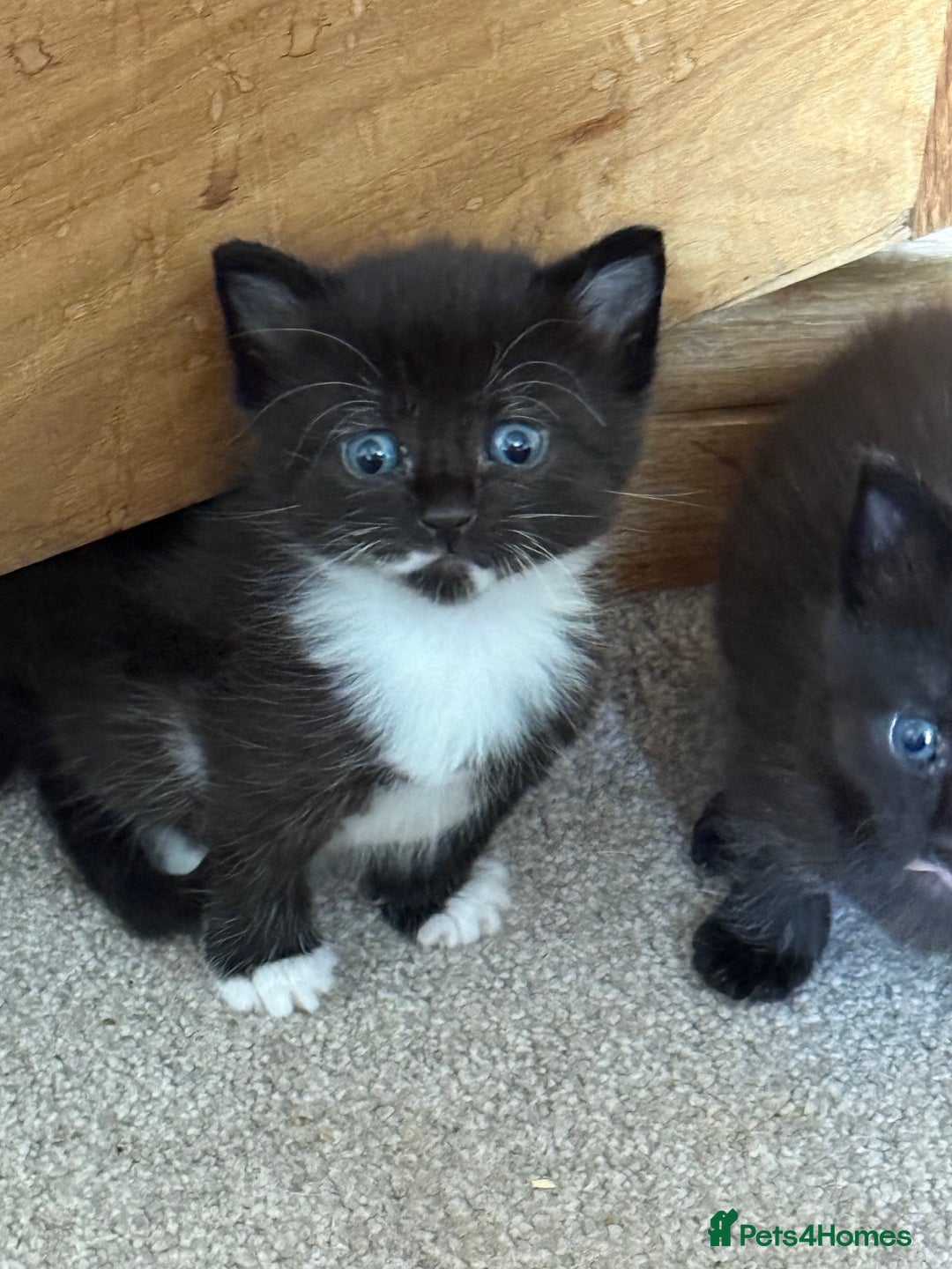 Domestic Shorthair cats for sale: Male and female kittens  - Image 1