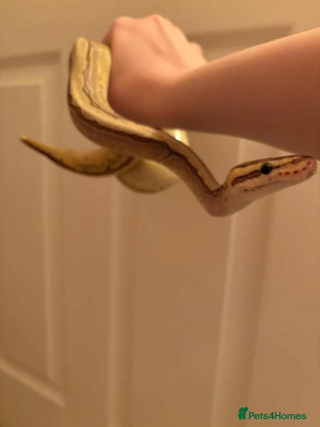 Mixed Breed reptiles for sale: Lots of reptiles to Rehome! - Advert 6