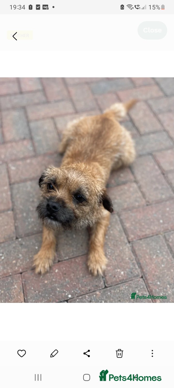 Border Terrier dogs Border trerrier puppies - Advert 16
