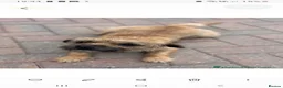 Border Terrier dogs for sale: Border trerrier puppies - Advert 1