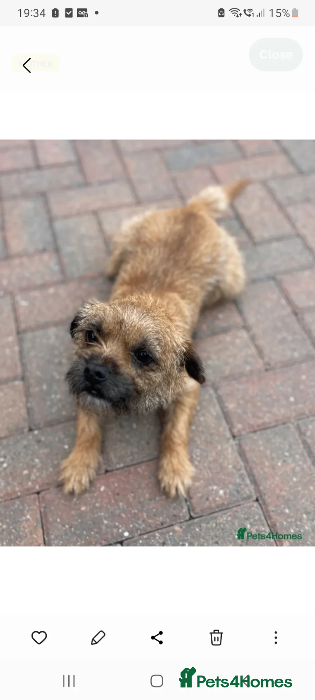 Border Terrier dogs for sale: Border trerrier puppies - Advert 1