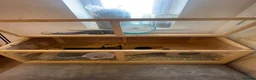 Hamster rodents for sale: Male hamster for rehome - Advert 4