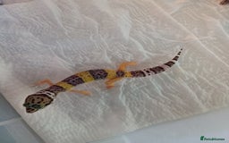 Leopard Gecko reptiles for sale: Baby leopard geckos  - Image 4