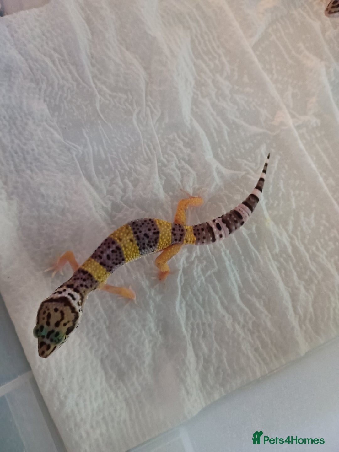 Leopard Gecko reptiles for sale: Baby leopard geckos  - Image 4