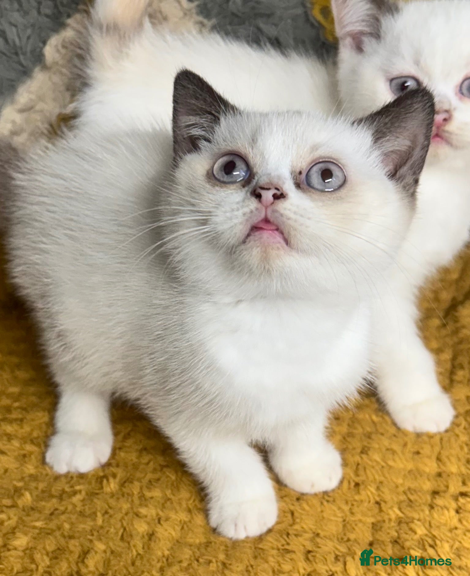 British Shorthair cats 1 left Stunning British shorthair kittens - Advert 13