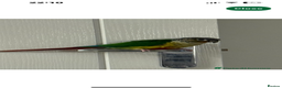 Conures birds for sale: Conure - Advert 3
