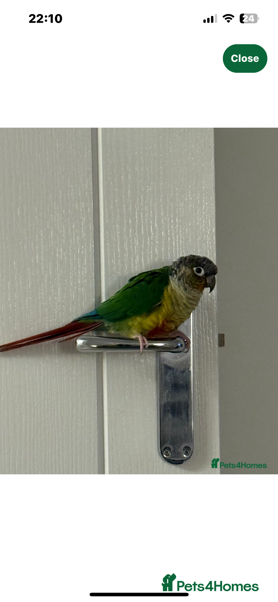 Conures birds for sale: Conure - Advert 3