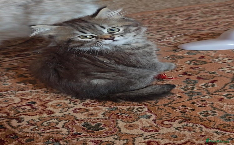 Siberian cats - Advert 1