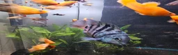 Cichlids fish for sale: 2 polar blue cichlids  - Advert 8