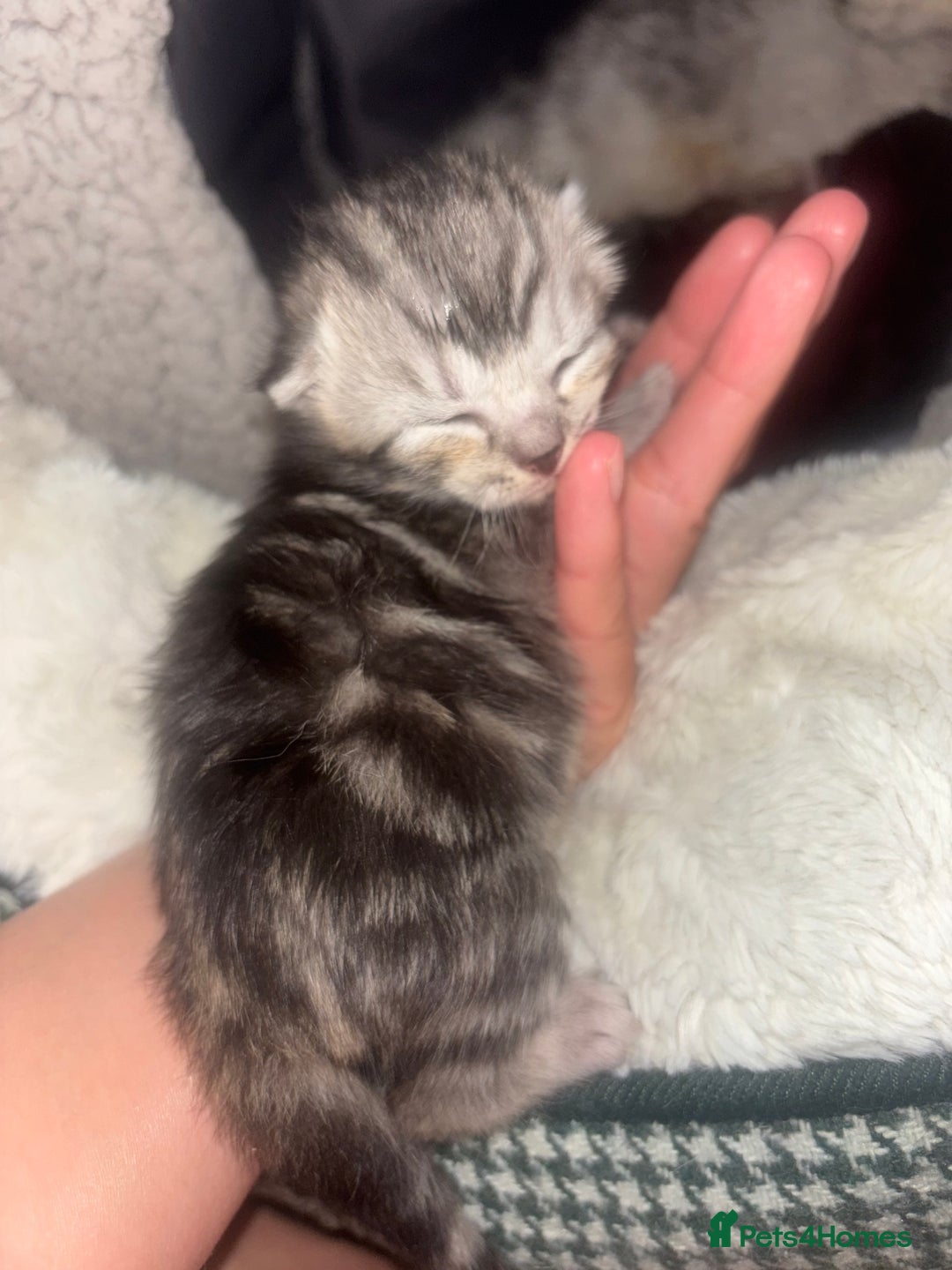 Scottish Fold cats for sale: Scottish Straight Kittens  - Image 4