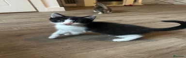 Mixed Breed Kitten 1