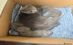 Scottish Fold cats for sale: Scottish fold - Image 14