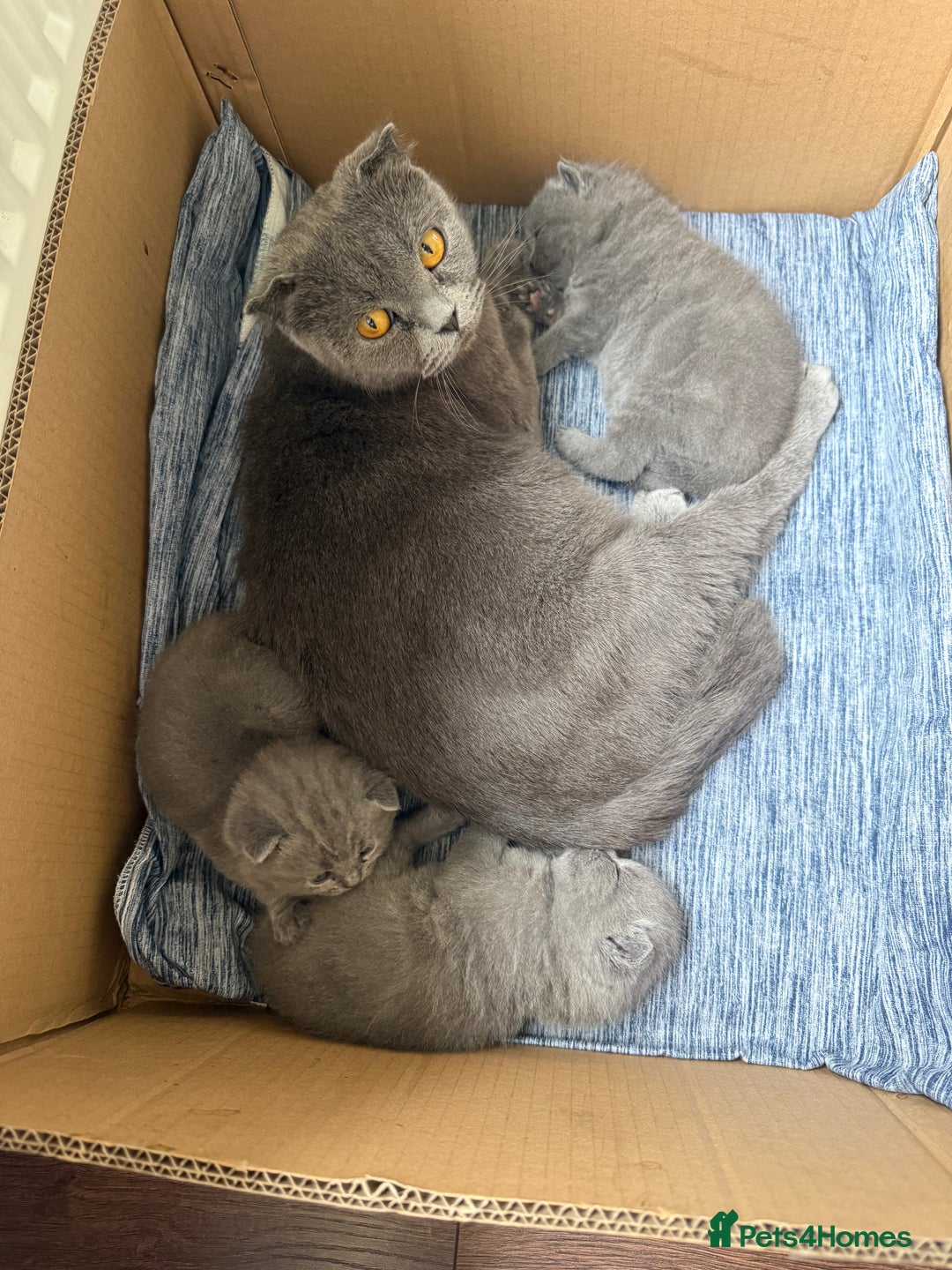 Scottish Fold cats for sale: Scottish fold - Image 14