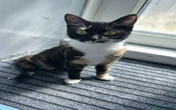 British Shorthair cats for sale: British shorthair kittens - Image 4