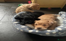 Cocker Spaniel dogs for sale: Working Cocker Spaniels - Image 29