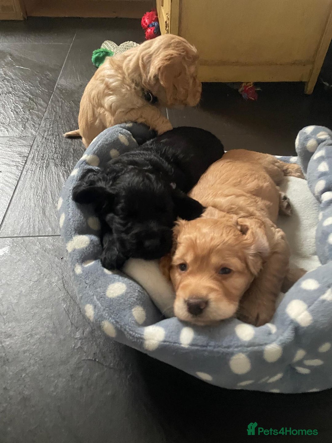 Cocker Spaniel dogs for sale: Working Cocker Spaniels - Image 29