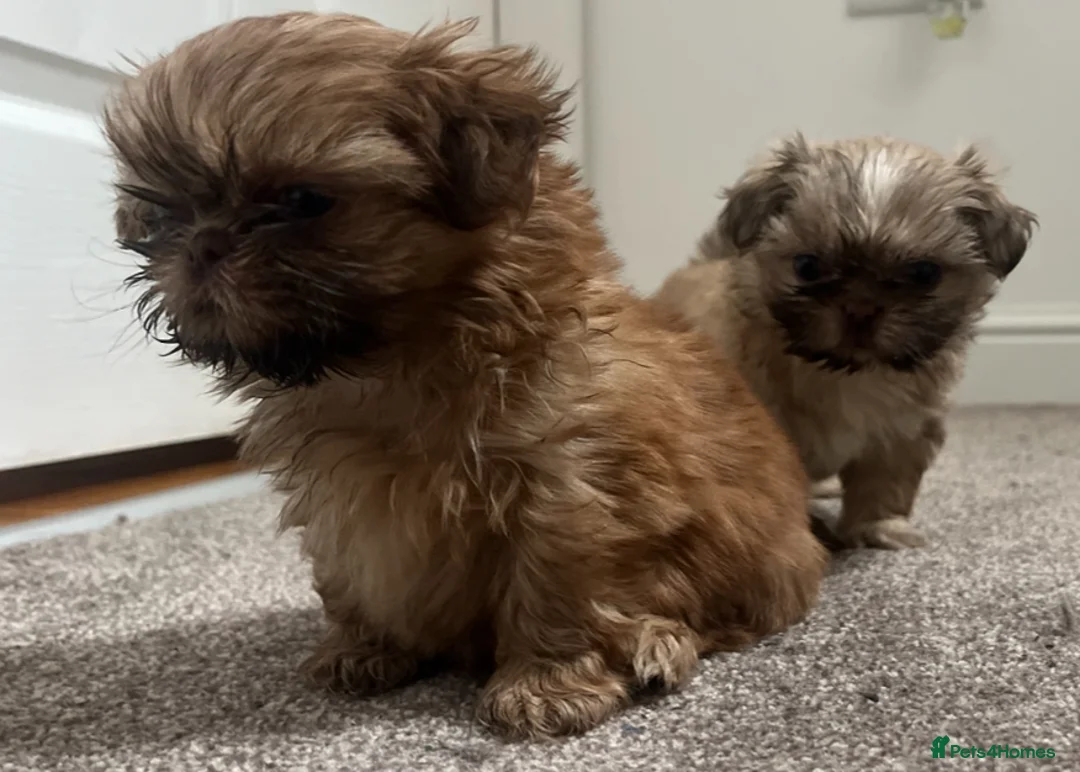 Shih Tzu dogs for sale: ✨Tiny Imperial Shih Tzu puppies ✨ - Advert 6