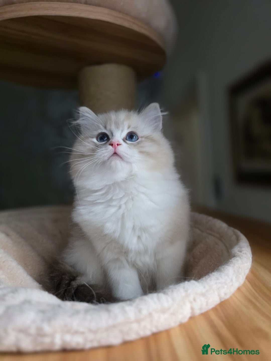 Ragdoll cats for sale: 🩷Amazing European Grand Champion lines🏆🥇 TICA💙 - Advert 21