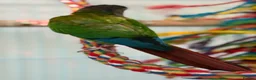Conures birds for sale: Green-cheeked Conure - Advert 5