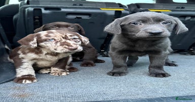 Mixed Breed dogs - Advert 4