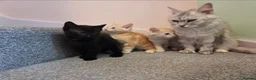 Maine Coon cats for sale: Maine Coon X  - Advert 3
