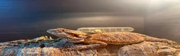 Bearded Dragon reptiles for sale: 1 year old bearded dragon with full set up  - Advert 4