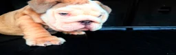 English Bulldog dogs for sale: Quality English bulldogs - Advert 7