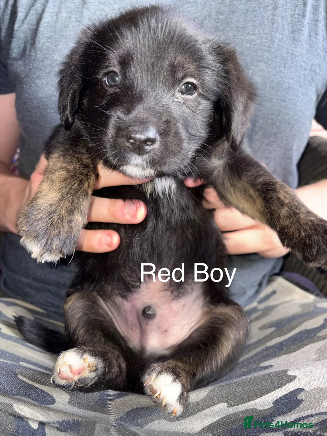 Mixed Breed dogs for sale: 9 Beautiful puppies for sale - Advert 22